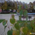 zdjęcie nr 67